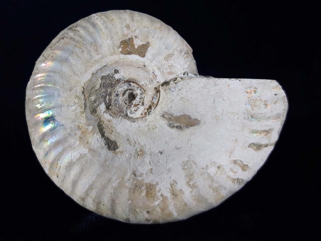 Cleoniceras (Grycia) cf. besairiei COLLIGNON 1949 - Bild © FossNet FossilienStore